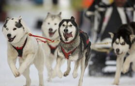 Husky Fahrt als Geschenk zu Weihnachten